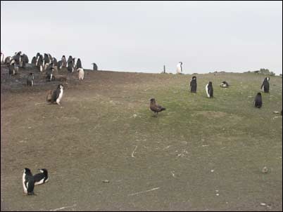 Skua tussen de pinguïns