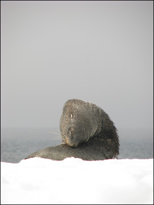 Antarctische pelsrob op Gand Island