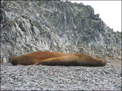Twee slapende zeeolifanten