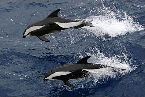 Twee Hourglass-dolfijnen stelen een kwartier lang de show
