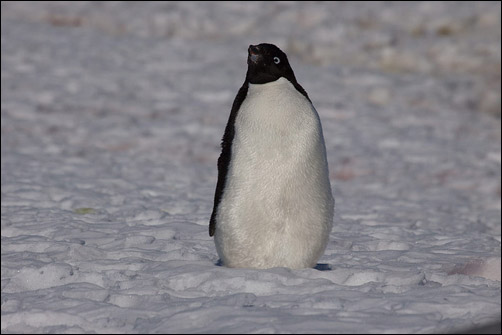 Adélie-pinguïn